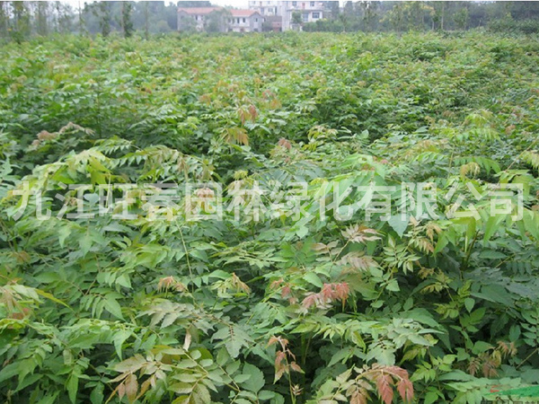 欒樹